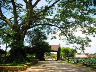 A full day tour to Duong Lam – an ancient village near Hanoi