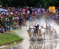 The bull racing festival in An Giang