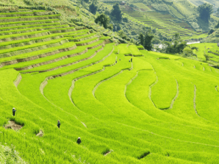 Trekking with a CBT in Hoang Su Phi