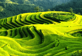 Tour trekking Hoang Su Phi 