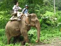 Elephant-ride