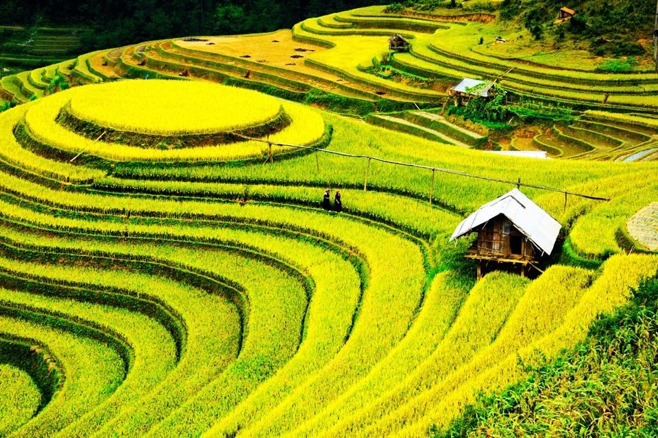 where-to-see-the-most-beautiful-terraced-rice-fields-in-vietnam