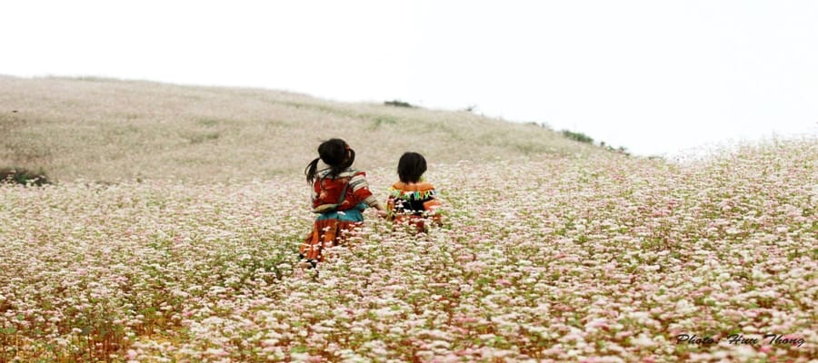 buckwheat-flower-best-time-to-visit-ha-giang