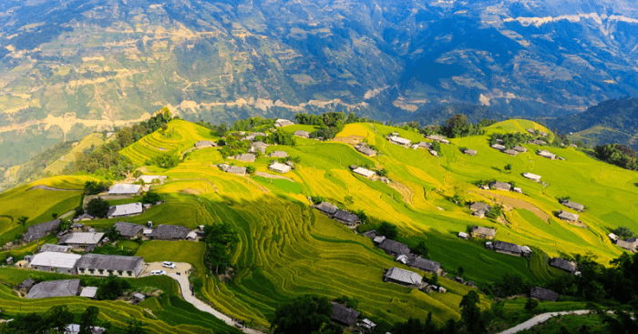 hoang-su-phi-in-the-yellow-rice-season