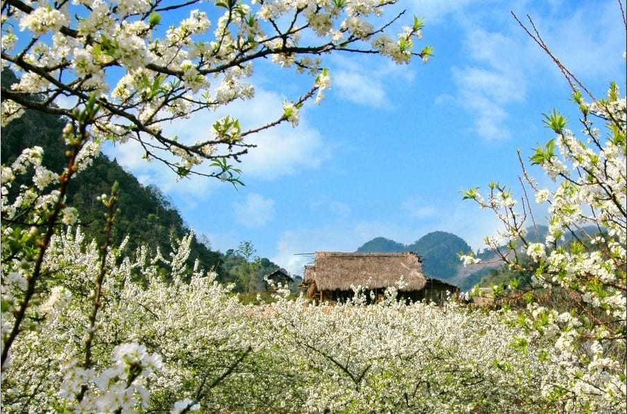 Plum flower season in Moc Chau