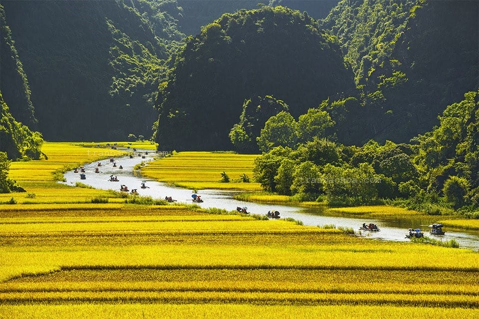 shining yellow color of rice fields in Tam Coc