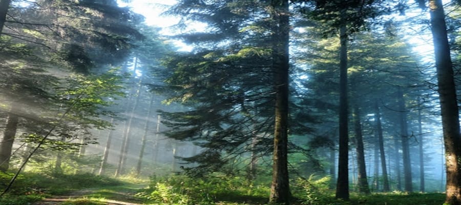 pine-forest-yen-minh-ha-giang