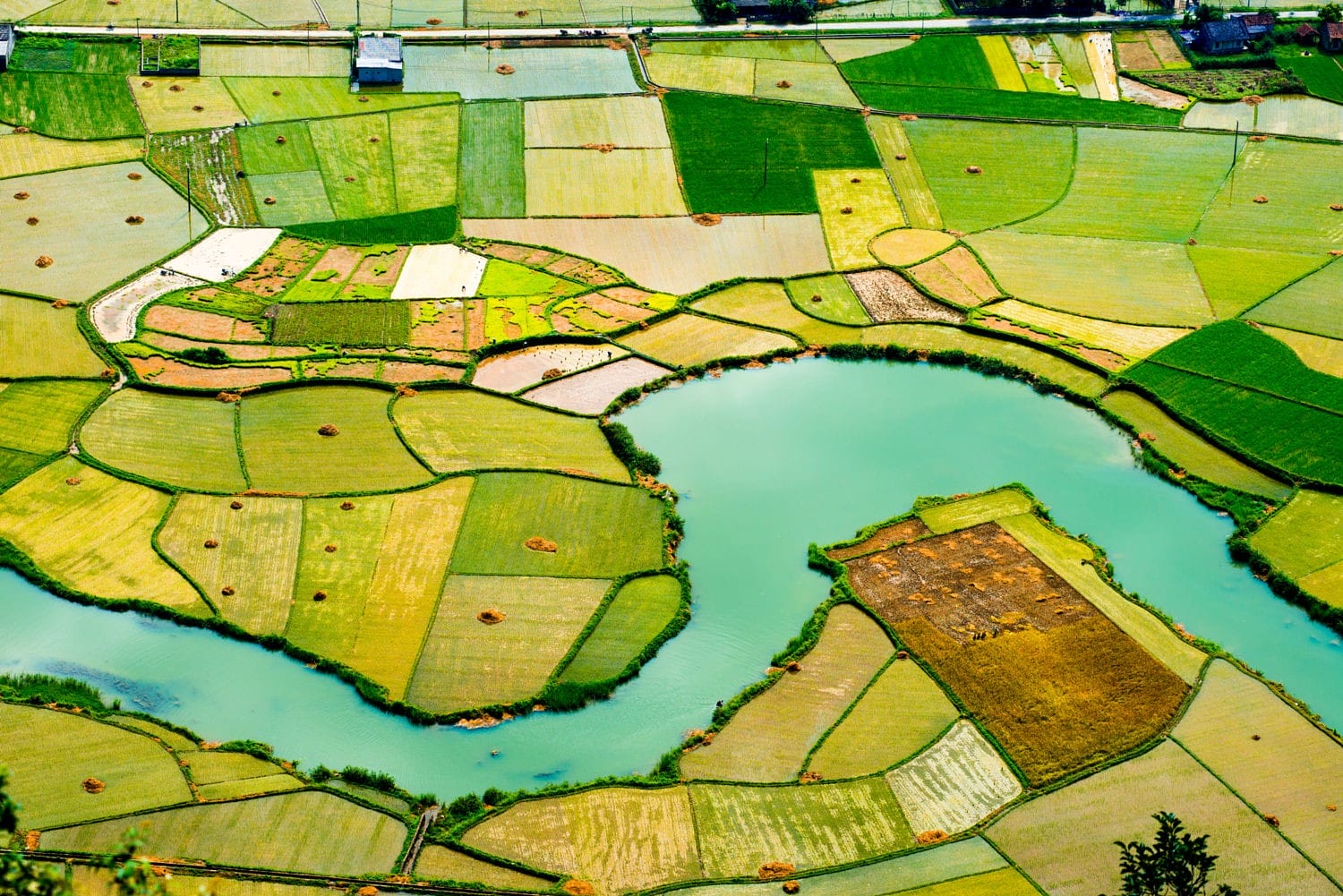rice-fields-in-bac-son-lang-son