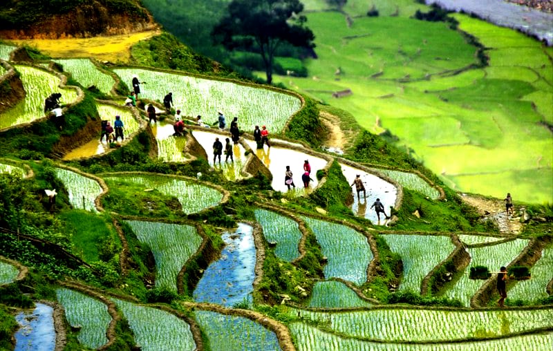 terraced-rice-fields-in-Sapa