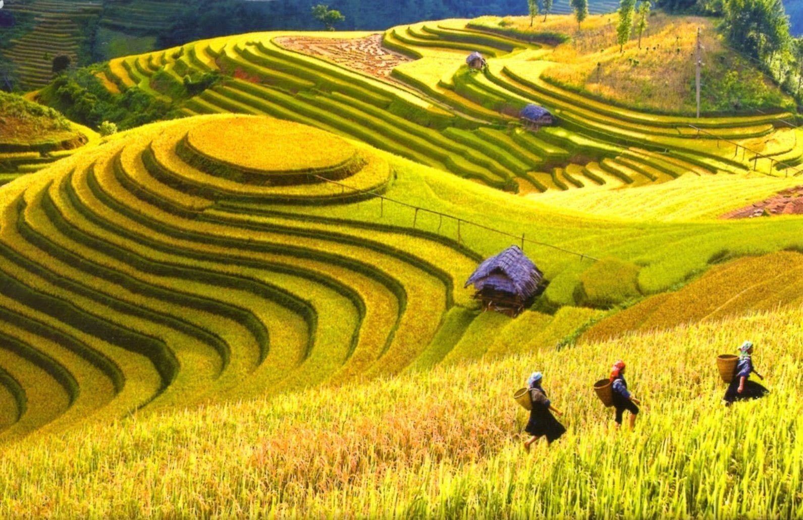 terraced rice fields in sapa vietnam